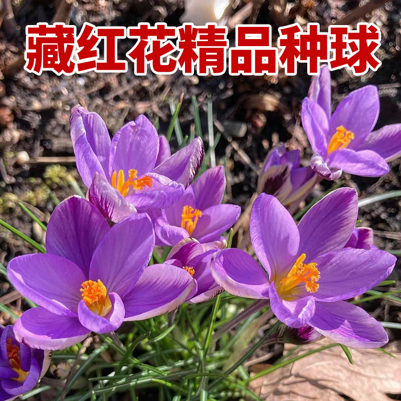 药用藏红花种球番红花球藏红花盆栽植物花卉种子西红花耐寒红花球