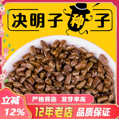 散装药材草决明种子2025年新种籽假绿豆沙滩玩具生决明子可做枕芯
