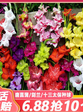 剑兰种球唐菖蒲种球十三太保易种花卉鲜花可作切花盆栽庭院多年生
