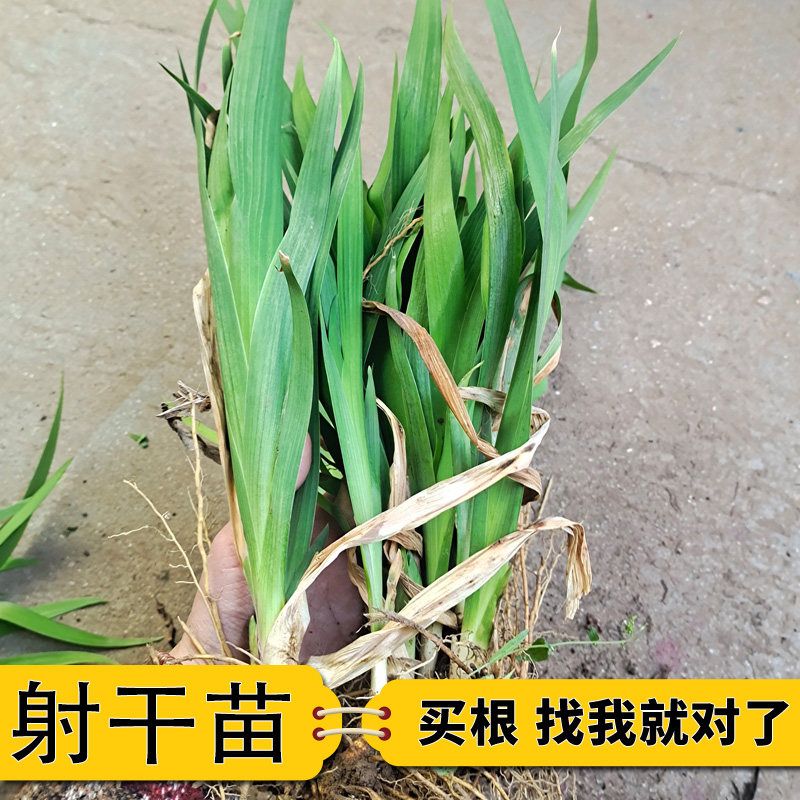 射干苗观赏药用射干中药材种植苗百草园研学工程绿化开花中草药苗