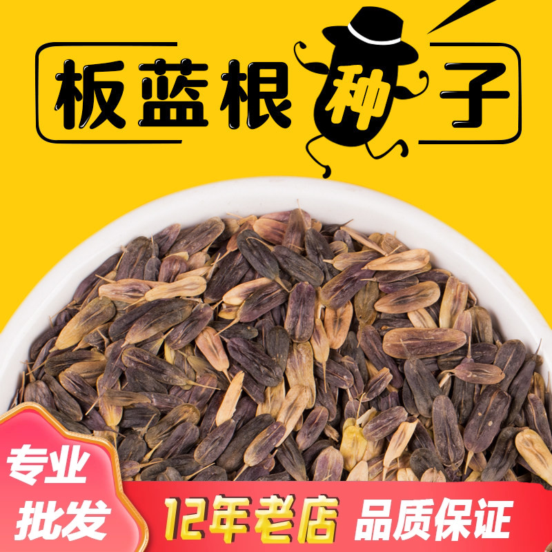 板蓝根种子中药材板蓝根种籽四季种植大青叶种孑包发芽可食用图片