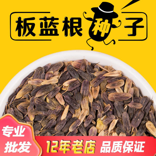 板蓝根种子中药材板蓝根种籽四季种植大青叶种孑包发芽可食用