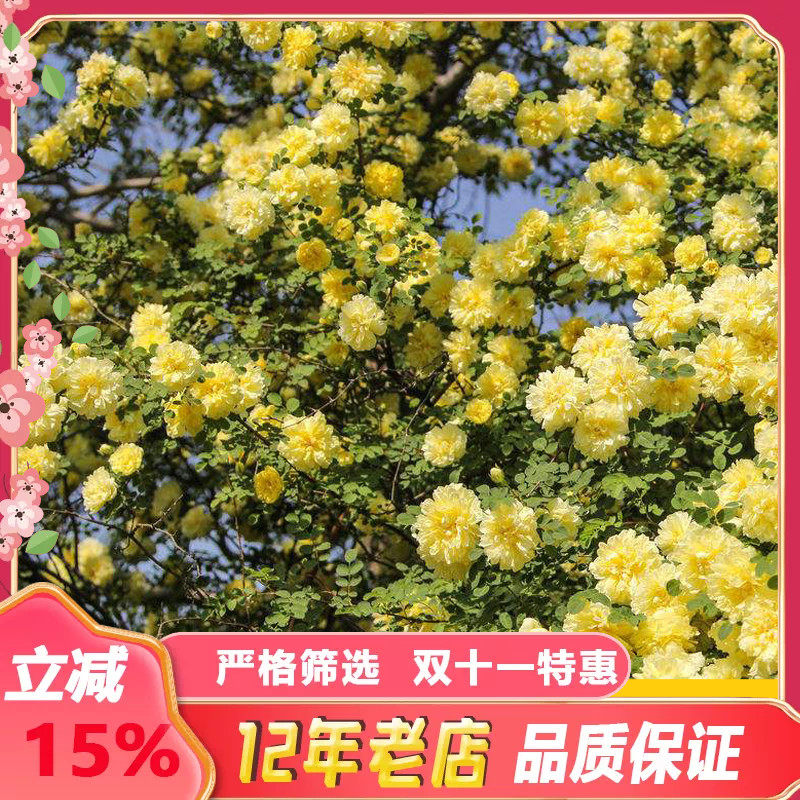 出售新采黄刺玫种子红刺玫种子玫瑰花花墙单瓣耐寒种子山地玫瑰