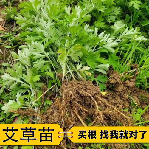 新鲜艾草种苗种植药用苗纯种艾根野艾蒿种子蕲艾草苗现挖现发
