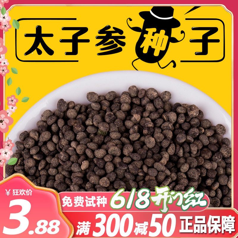 药材太子参种子2023年新四叶参种籽孩儿童参包邮四季播种阳台盆栽