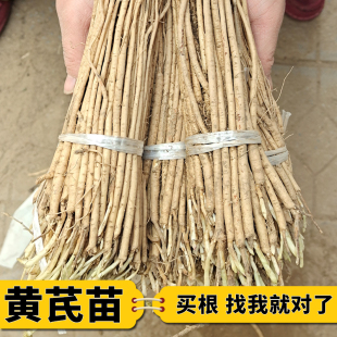 黄芪种植苗黄芪苗中药材名贵药材种植苗大全黄精当归党参远志
