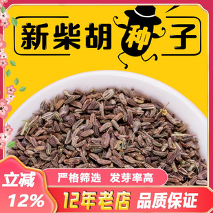 散装新北柴胡种籽中草药黑柴胡种子31号黄柴胡种子春秋四季种植苗