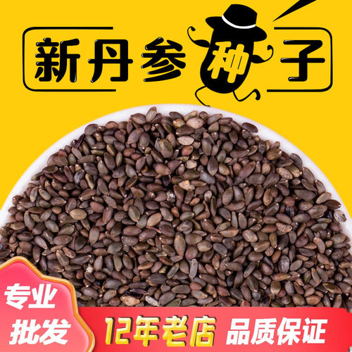 2026年新丹参种子散装药材红丹参种苗种籽党参苗苦参苗葛根苗