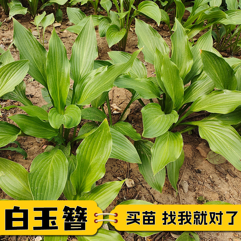 白玉簪花苗紫玉簪花苗新鲜中药材白玉簪盆栽白玉簪根带芽易种活