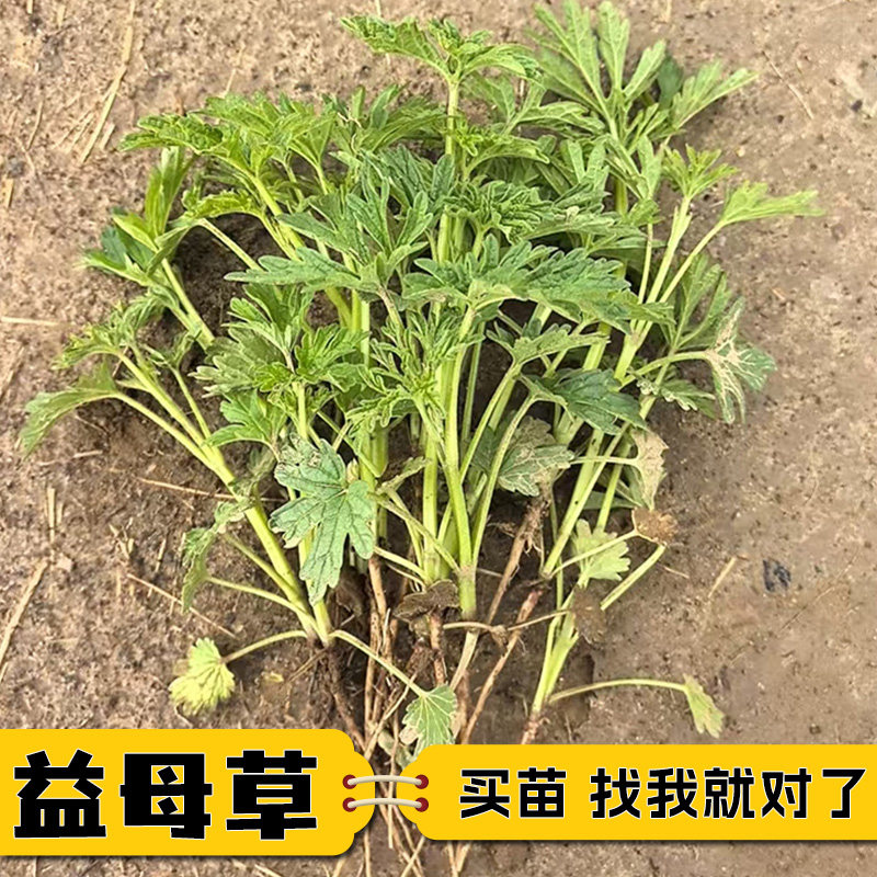 益母草苗新鲜现挖粉花白花益母草夏开花中草药苗草本好种易活苗