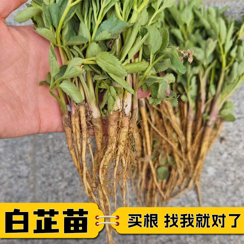 白芷苗新鲜中药材祁白芷种子种苗香料可大规模种植炖肉食用基地