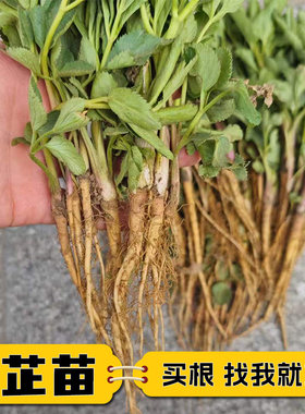 白芷苗新鲜中药材祁白芷种子种苗香料可大规模种植炖肉食用基地
