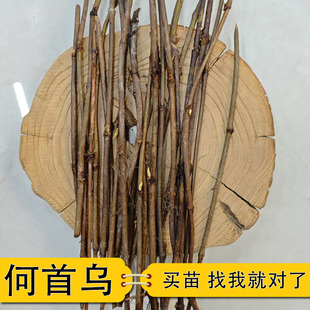 新鲜现挖何首乌苗紫乌藤中草药植物苗室内阳台庭院种植苗基地直发