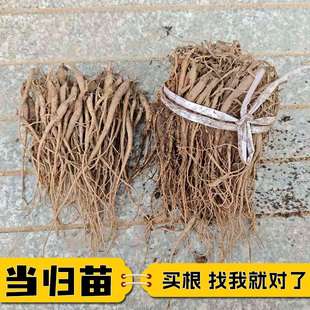 当归苗新鲜当归根种孑中药材种植苗四季播种药用当归苗批发量大议