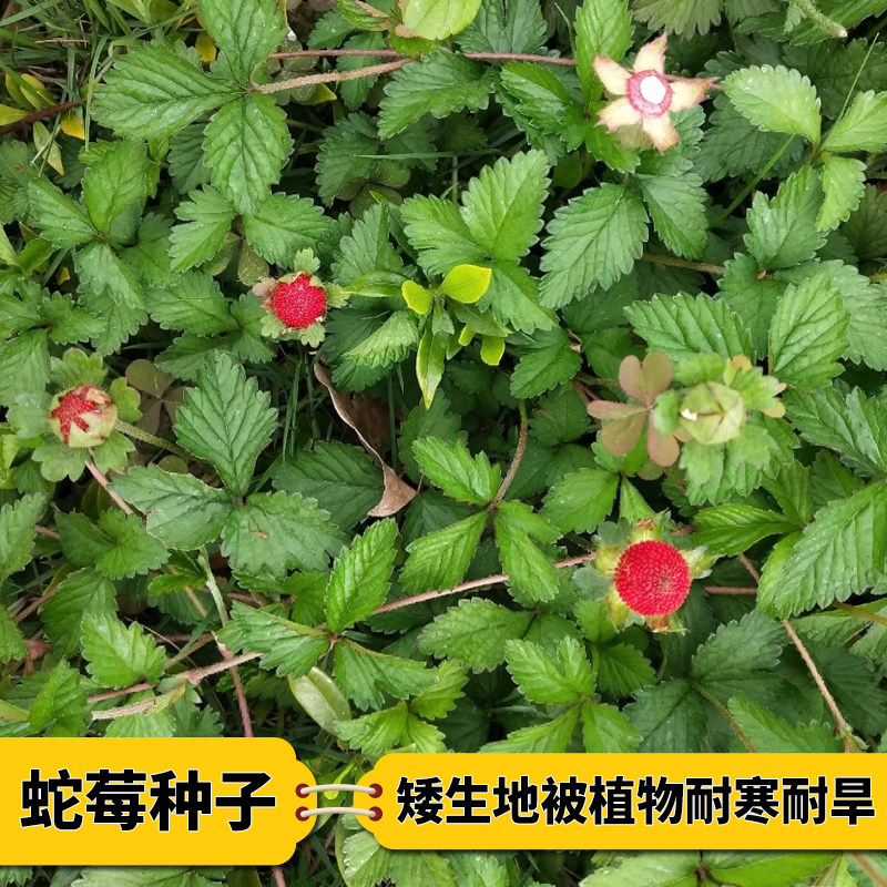 中药材蛇莓籽蛇莓种子野草莓多年生园林地被花籽盆栽四季苗花卉