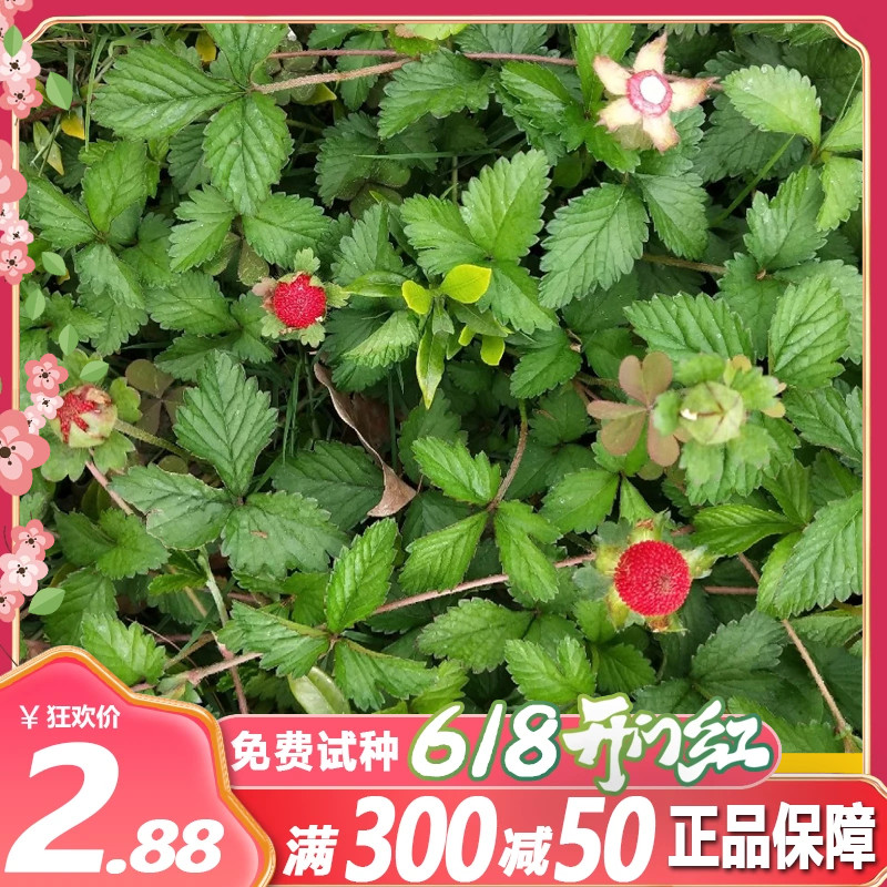 夏季蛇莓种子多年生地被植物