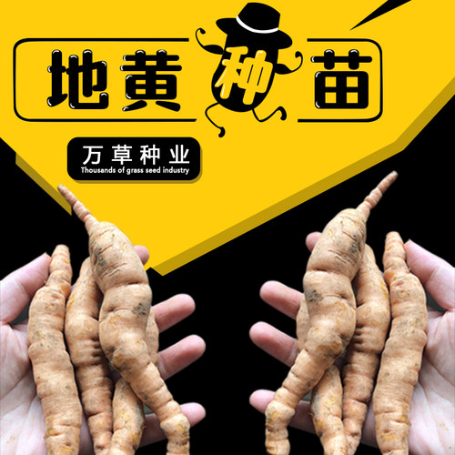 生地黄苗中药材种籽怀地黄种子生地黄种孑生地黄种籽生地黄种籽