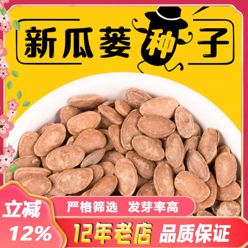 出售药材瓜蒌种子天花粉种籽干净无杂吊瓜栝楼四季播种包邮可食用