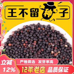 送资料量大价议 包邮 出售新品 2024年新王不留行种子生王不留行籽