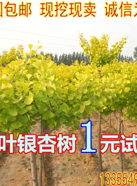 占地拆迁苗 银杏树苗白果苗庭院园林绿化苗木行道树金叶银杏小苗