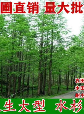 水杉树苗 水杉苗木 落羽杉红杉树苗室外柳杉 基地直销水杉苗