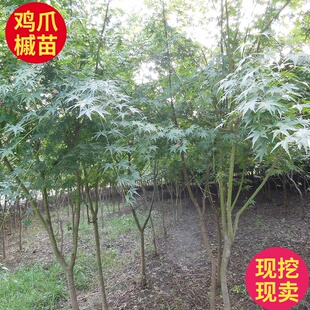鸡爪槭树苗青枫小苗庭院绿化植物四季红枫嫁接砧木鸡爪槭苗鸡爪枫