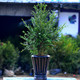 曼地亚红豆杉盆景树苗南方室内盆栽花卉吸甲醛绿植庭院植物绿化