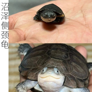 西非侧颈龟西非苗龟沼泽苗圆澳侧颈龟沼泽侧颈龟小乌龟造景深水龟