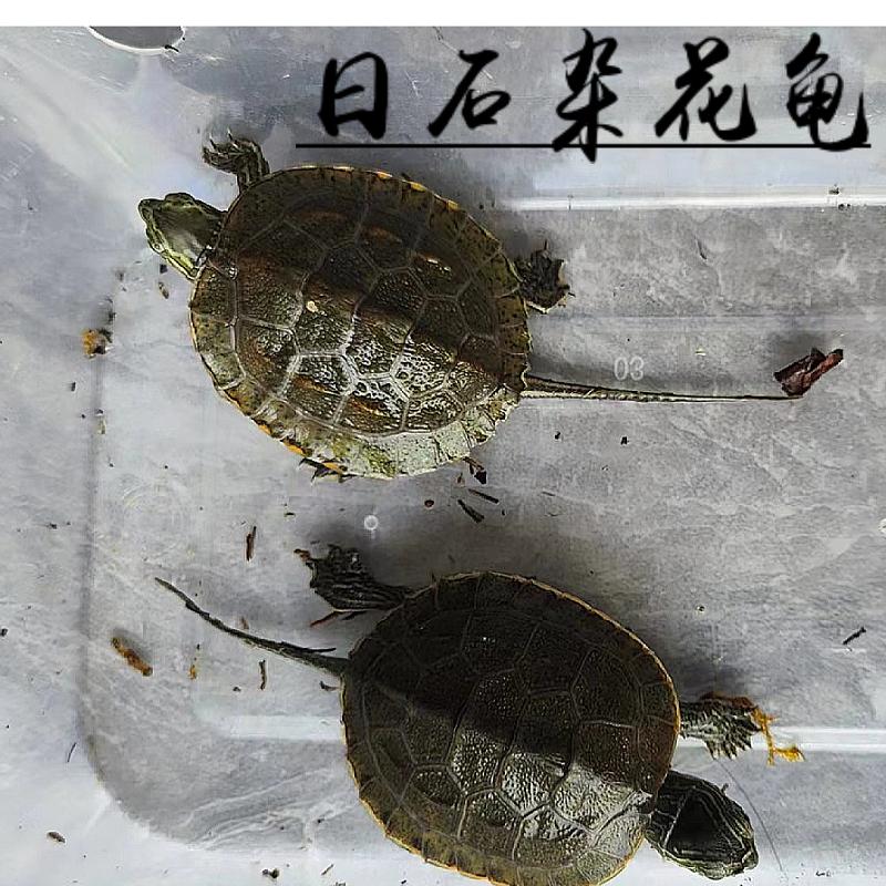 乌龟活体日本石龟杂小草宠物招财家养小乌龟日石杂花草龟头苗外塘