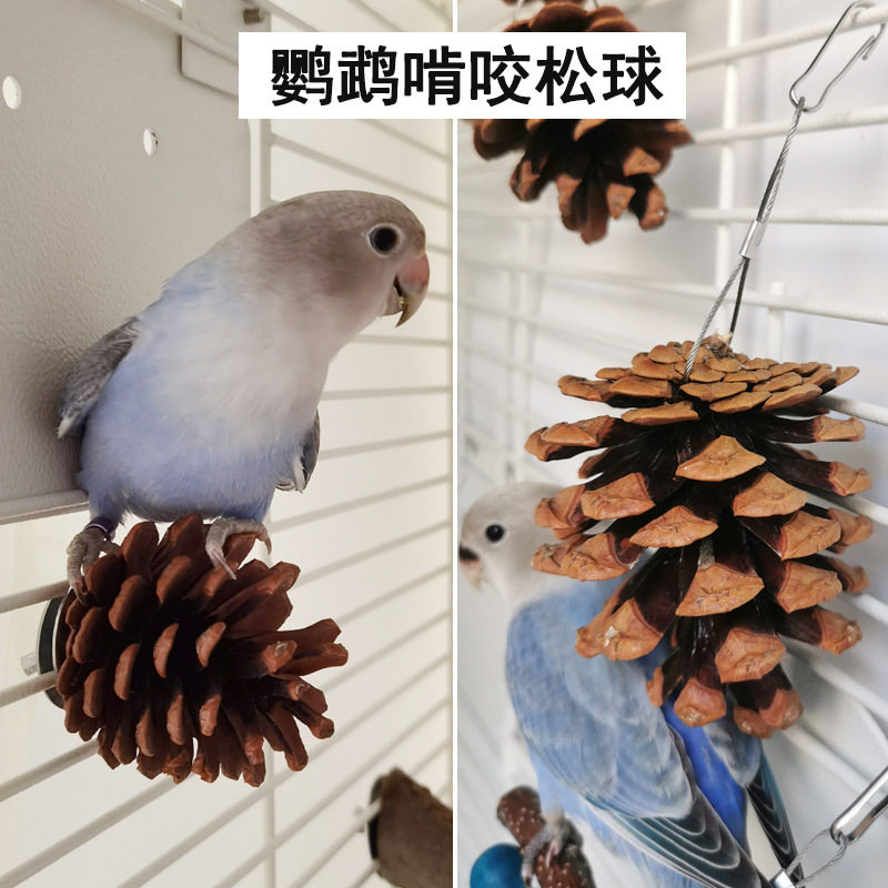 鹦鹉啃咬玩具 鸟类笼内磨牙松球松果 玄凤牡丹玩耍磨喙悬挂用品