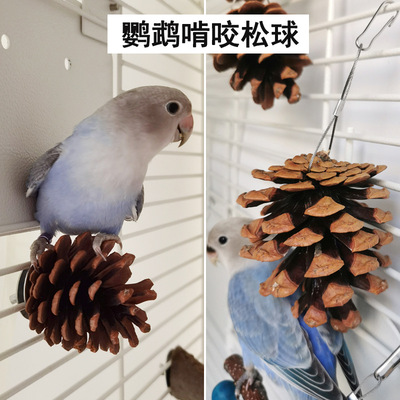 鹦鹉啃咬玩具 鸟类笼内磨牙松球松果 玄凤牡丹玩耍磨喙悬挂用品