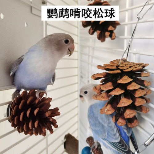鹦鹉啃咬玩具 鸟类笼内磨牙松球松果 玄凤牡丹玩耍磨喙悬挂用品