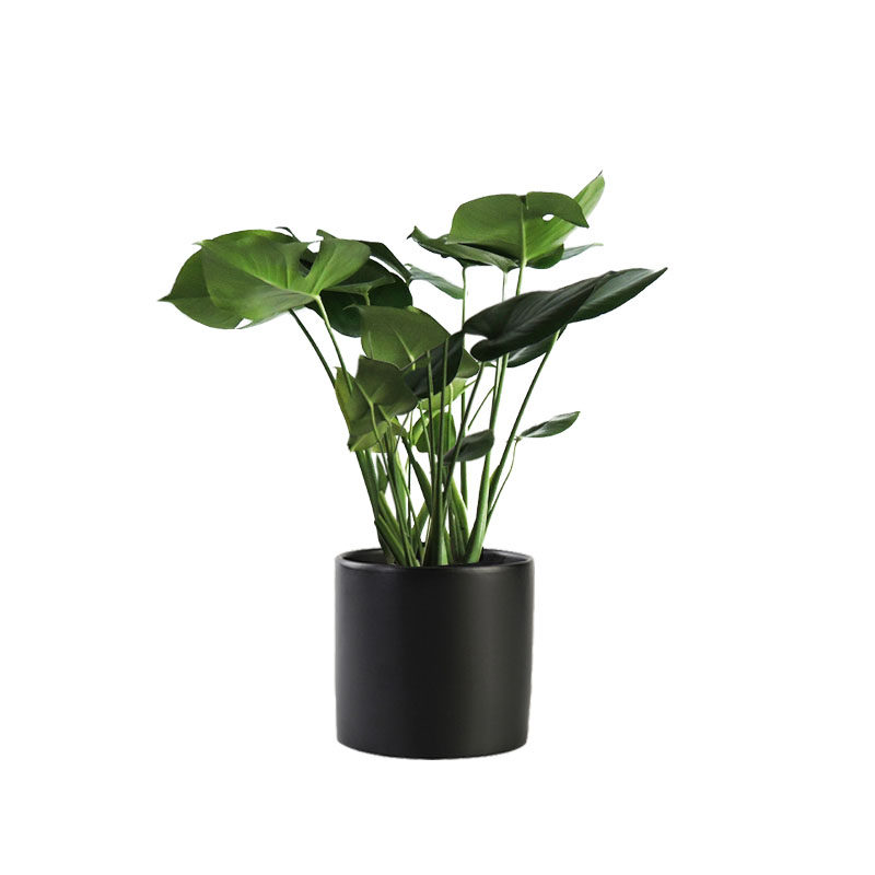 龟背竹小型盆栽室内花卉办公室桌面净化空气植物四季常青绿植