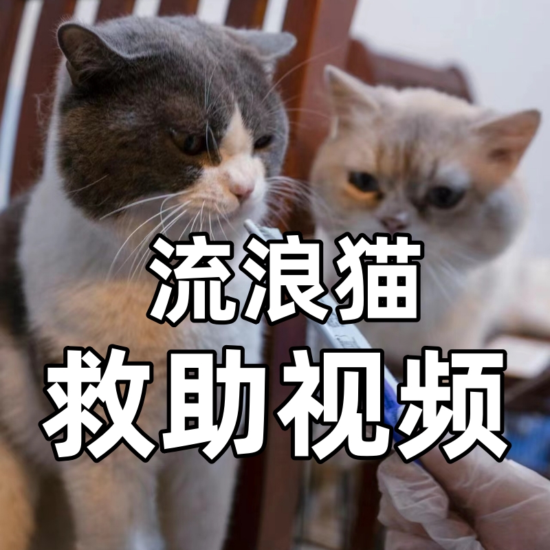 购买明信片帮助基地救助照顾流浪猫猫动物部分救助真实视频展示