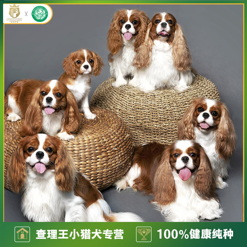 纯种血统小型犬猎犬查理王幼犬黄白色黑色家庭喂养陪孩子预选定金
