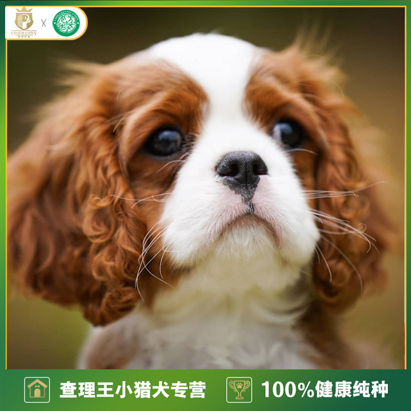 纯种猎犬骑士查理王幼犬双血统黄白色黑色家庭喂养陪孩子北京犬舍