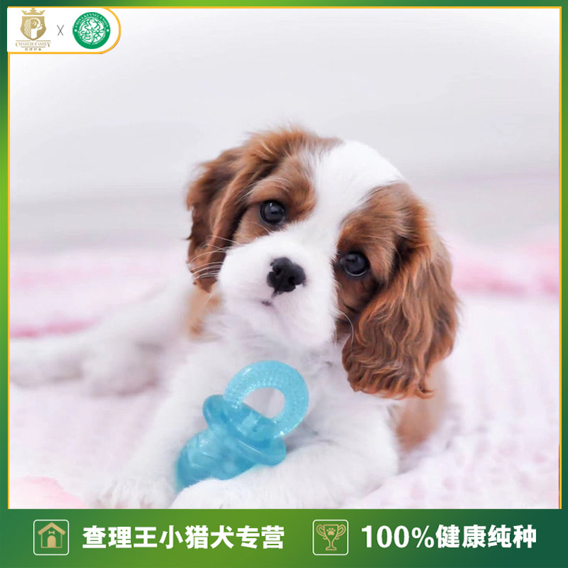 查理世家骑士查理王小猎犬活体纯种幼犬黄白宠物狗北京犬舍可上门