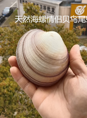 天然巨鸟贝情侣贝鸟尾蛤海螺贝壳家居摆件海洋风装饰鱼缸造景道具