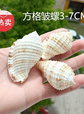方格皱螺天然稀有海螺贝壳标本螺鱼缸水族造景装饰地中海家居收藏