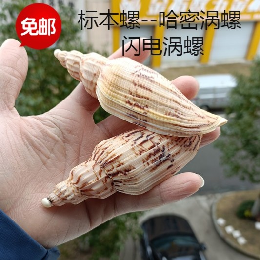 包邮天然海螺贝壳稀有标本螺哈密涡螺闪电涡螺鱼缸水族造景装饰