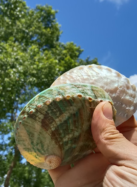 天然蓝色鲍鱼壳澳洲绿色鲍鱼壳鱼缸水族造景装饰家居收藏拍摄道具