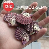 热卖 天然海螺贝壳油画扇贝家居摆件海岛收藏纪念品拍摄道具珊瑚