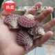 热卖 天然海螺贝壳油画扇贝家居摆件海岛收藏纪念品拍摄道具珊瑚