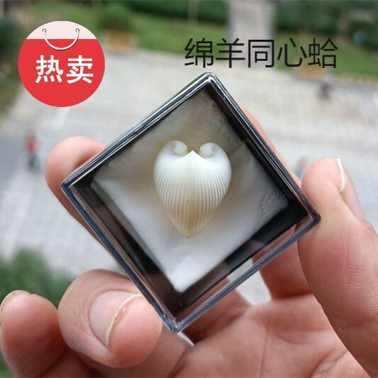 热卖天然海螺贝壳绵羊角同心蛤鸡心蛤家居装饰收藏礼品鱼缸DIY