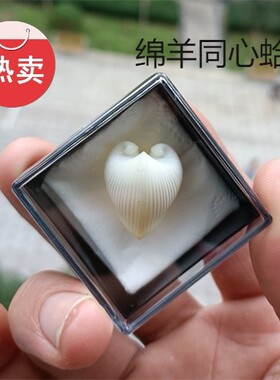 热卖天然海螺贝壳绵羊角同心蛤鸡心蛤家居装饰收藏礼品鱼缸DIY