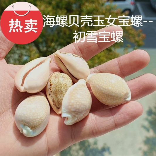 热卖天然海螺贝壳初雪宝螺玉女宝螺家居摆件创意收藏标本鱼缸造景