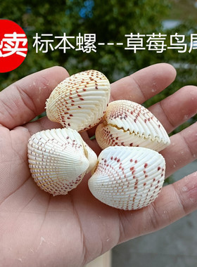纪念品天然工艺品海螺贝壳