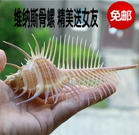 Бесплатная доставка натуральная раковина коралловая ведьма костяные улитки, Венера улитка на улица