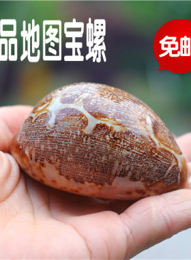 特价天然精品地图宝螺贝壳海螺 收藏工艺品创意礼品鱼缸水族家居
