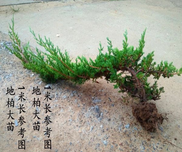 沙地柏爬地柏松柏 铺地柏苗 地被植物 松树盆景绿植花卉盆栽植物